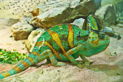 Хамелеон йеменский (Chamaeleo calyptratus), подростки, M